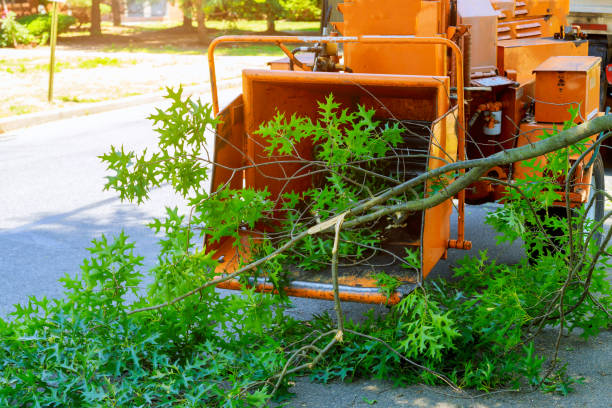 The Steps Involved in Our Tree Care Process in Central Falls, RI